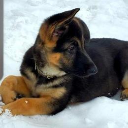 German Shepherd Puppies from Witmer Shepherds