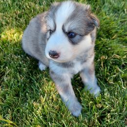 Companion Cross and Siberian Husky Puppies from Hatfield Huskies