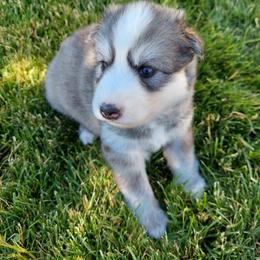 Companion Cross and Siberian Husky Puppies from Hatfield Huskies