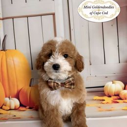 Rex - Apricot male Goldendoodle puppy in Pocasset, Massachusetts from Mini Goldendoodles of Cape Cod