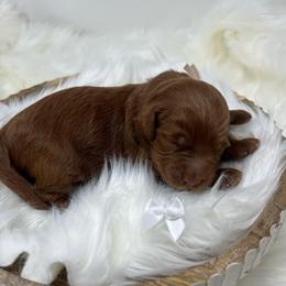 White Male - Apricot male Goldendoodle puppy in Great Falls, Montana from Montana Goldendoodles