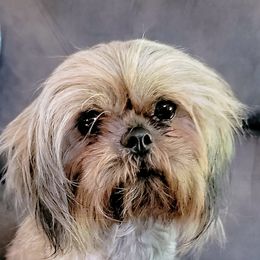 Jolene - Shih Tzu