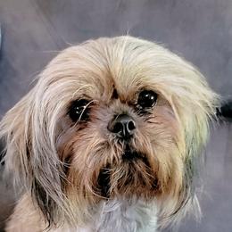 Jolene - Shih Tzu
