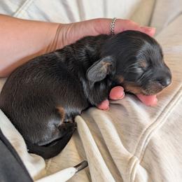 Male 1 - Black male Dachshund puppy in Ormond Beach, Florida from Manpaw Puppies