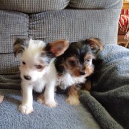 Yorkshire Terriers from Jack and Jills Fun House