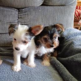 Yorkshire Terriers from Jack and Jills Fun House