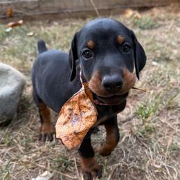 Archer - Black and rust male Doberman Pinscher puppy in Toney, Alabama from Bhon Mhuir Dobermanns