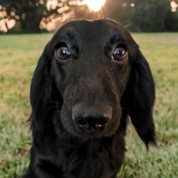 Maverick - Dachshund