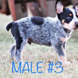 Australian Cattle Dog Puppies from Cowboy Tuff Stock Dogs