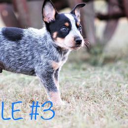 Australian Cattle Dog Puppies from Cowboy Tuff Stock Dogs