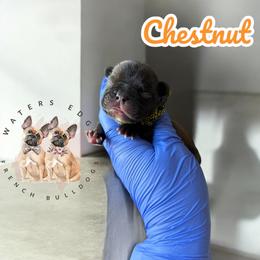 Chestnut - French Bulldog puppy from Waters Edge French Bulldogs LLC