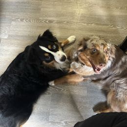 Miniature American Shepherd puppies from Goading Glee Glade