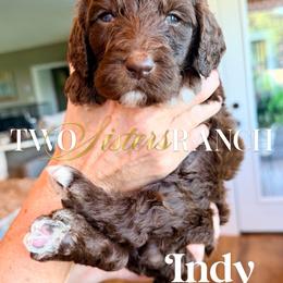Indy - female Newfypoo puppy in Jackson, Missouri from Two Sisters Ranch, LLC
