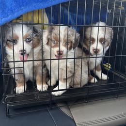 Miniature Australian Shepherd Puppies from Mid-Plains Mini Aussies