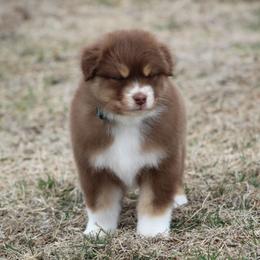 Tango - Red tri-color male Australian Shepherd puppy in Jameson, Missouri from Sky Creek