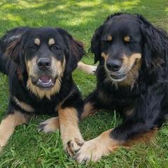 Bernese Mountain Dog, Golden Mountain Dog, and Golden Retriever Puppies from Canyon Meadows Farm