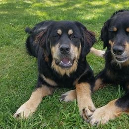 Bernese Mountain Dog, Golden Mountain Dog, and Golden Retriever Puppies from Canyon Meadows Farm