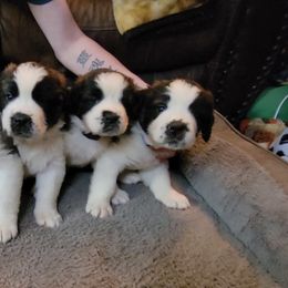 Saint Bernard Puppies from Middle Georgia Saints