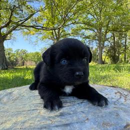 Storm - Black & white male Australian Shepherd puppy in Newton, Mississippi from Bright Star Aussies
