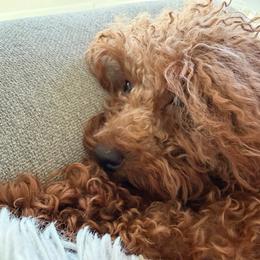 Mrs. Teddy - Poodle