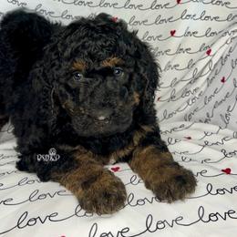 Cashmere - Black phantom female Assorted Doodle Crosses puppy in Lake Charles, Louisiana from Brandi’s Southern Doodles & Poodles, LLC