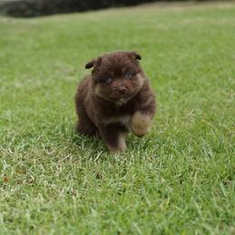 Moonbeam - Red tri-color female Miniature American Shepherd puppy in Kamuela On The Big Island, Hawaii from Royal Hawaiian Aussies LLC