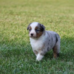 Blue Merle Male 2 - Blue merle male Australian Shepherd puppy in Northport, Alabama from Sipsey River Australian Shepherds
