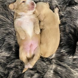 Dachshund Puppies from Saginaw Dachshunds