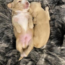 Dachshund Puppies from Saginaw Dachshunds