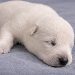 W-B-3  I will use my trusted transport and split fee or offer a pick up discount - White male German Shepherd puppy in Yuba City, California from Barton’s German Shepherds
