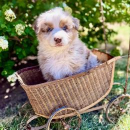 Merle Boy 1 - Red merle male Australian Shepherd puppy in Wauneta, Nebraska from 4H Aussies