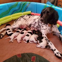 Large Münsterländer Puppies from CheddArris Kennel