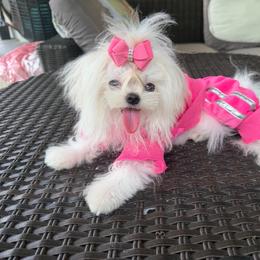 Ultra tiny korean baby - White female Maltese puppy in Miami, Florida from Natalias Tiny Puppies