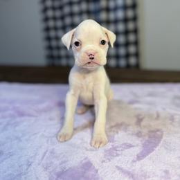 Girl 3 - White female Boxer puppy in Prestonsburg, Kentucky from Bre’s Boxers