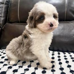 Wilson - Blue merle male Aussiedoodle puppy in Heber City, Utah from Junipersdoodles
