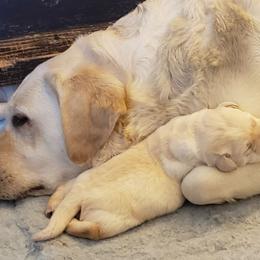 Labrador Retriever Puppies from Prairie Rose Retrievers