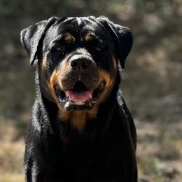 Bulldogs, Labrador Retrievers, and Rottweilers from Wright Way Retrievers