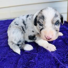 Buddy - Blue merle male Australian Shepherd puppy in Charlotte, North Carolina from Awesome Aussies