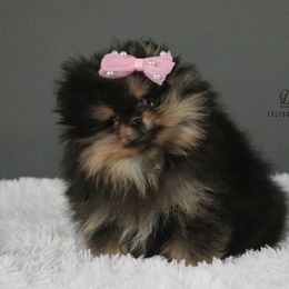 Pomeranians from Diamond Heart Pomeranians