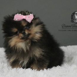 Pomeranians from Diamond Heart Pomeranians