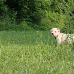 Carolina Dog Puppies from Williams Sweet Carolina