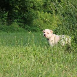 Carolina Dog Puppies from Williams Sweet Carolina