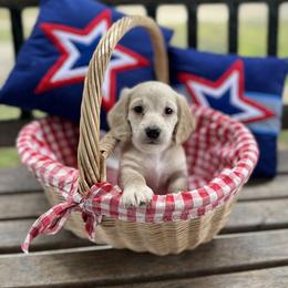 Bluey - Cream male Dachshund puppy in Dothan, Alabama from Snake Creek Dachshunds