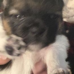 Pomeranian Puppies from Healing Grace pups