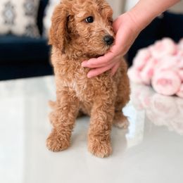 Bernedoodle, Goldendoodle, and Poodle Puppies from Teddy Doodles & Standard Poodles