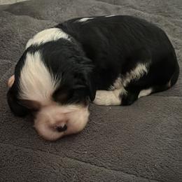 Mr. Black - Tri-color male Cavalier King Charles Spaniel puppy in Rocky Ford, Colorado from Scofield Cavaliers
