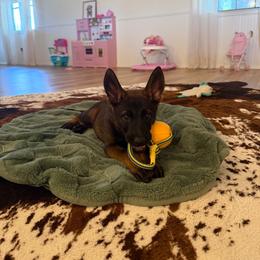 Purple Collar - Sable female German Shepherd puppy in Cleburne, Texas from vom großen Staat