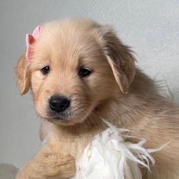 Female assigned to you - Golden female Golden Retriever puppy in Lemoore, California from UnrivaledGoldens