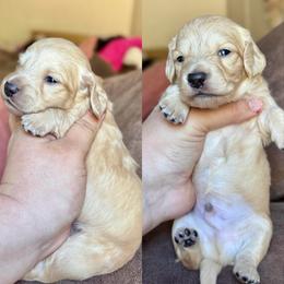 Phil - Cream male Dachshund puppy in Hornbeck, Louisiana from A&Z Mini Dachshunds