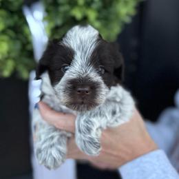 Hot pink girl - Parti female Miniature Schnauzer puppy in Oneonta, Alabama from Murphree Valley Kennels